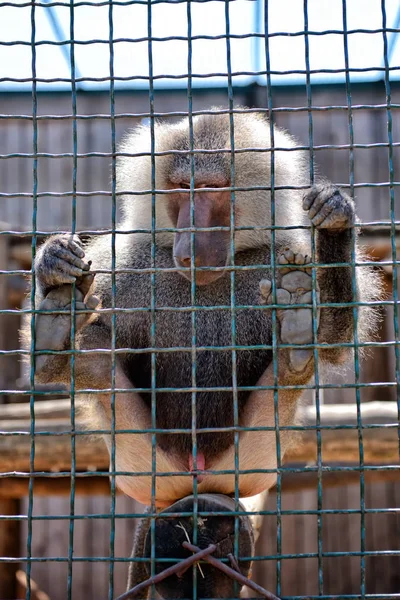 Een Diep Denken Jonge Baviaan Opgesloten Een Kooi Een Dierentuin — Stockfoto