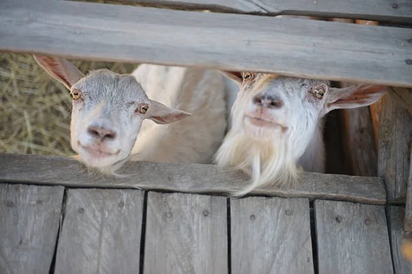 Dos Cabras Jóvenes Corral — Foto de Stock