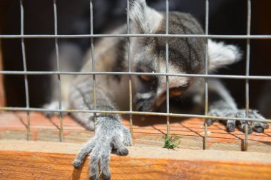 Lemur bir kafes içinde Hayvanat Bahçesi