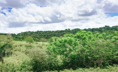 Orta Amerika, Dominik Cumhuriyeti, Guatemala, Kosta Rika yağmur ormanı ağaçlarının güzel canlı manzara 