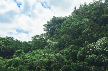 Orta Amerika, Dominik Cumhuriyeti, Guatemala, Kosta Rika yağmur ormanı ağaçlarının güzel canlı manzara 