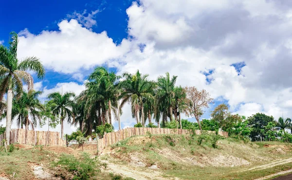 Prachtige Levendige Landschap Van Bomen Van Regenwouden Van Midden Amerika — Stockfoto