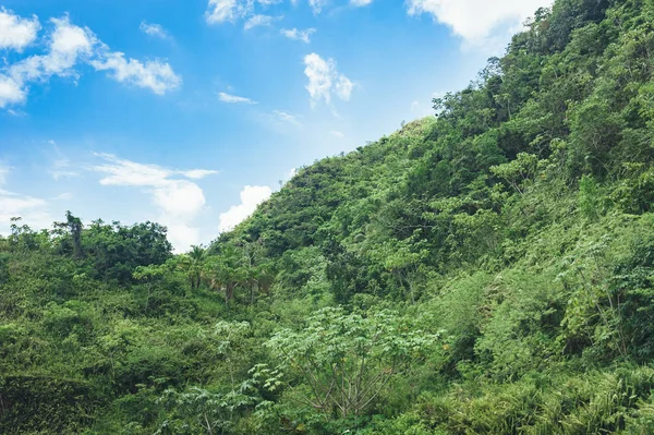 Beautiful Vibrant Landscape Trees Rainforest Central America Dominican Republic Guatemala — Stock Photo, Image