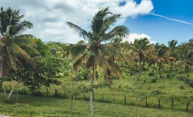 Orta Amerika, Dominik Cumhuriyeti, Guatemala, Kosta Rika yağmur ormanı ağaçlarının güzel canlı manzara 