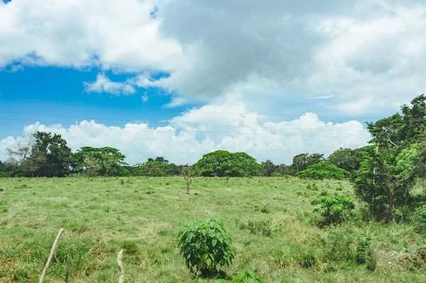 Prachtige Levendige Landschap Van Bomen Van Regenwouden Van Midden Amerika — Stockfoto