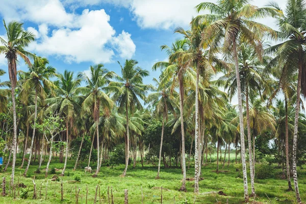 Beautiful Vibrant Landscape Trees Rainforest Central America Dominican Republic Guatemala — Stock Photo, Image