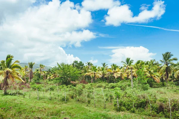 Beautiful Vibrant Landscape Trees Rainforest Central America Dominican Republic Guatemala — Stock Photo, Image