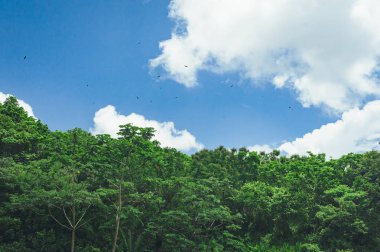 Orta Amerika, Dominik Cumhuriyeti, Guatemala, Kosta Rika yağmur ormanı ağaçlarının güzel canlı manzara 
