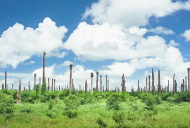 Mavi gökyüzü ve çayırlı güzel bulut.