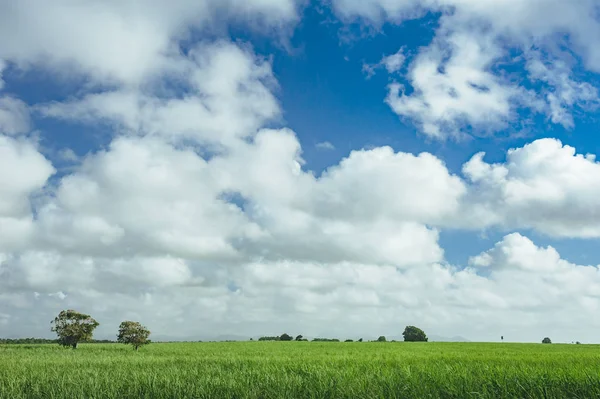 Blue Sky Beautiful Cloud Meadow — Stock Photo, Image