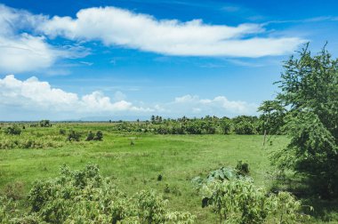 çim ve günbatımı ağaçta. Yeşil pirinç alan palmiye ağaçları ve mavi gökyüzü ile pastoral görünümünü.