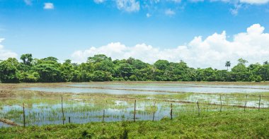Pirinç tarlaları su ve palmiye ağaçları ile dolu. Pirinç tarlaları kırsal kesimde kırsal bir yolda boyunca palmiye ağaçları dikildi