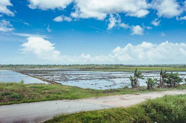 Pirinç tarlaları su ve palmiye ağaçları ile dolu. Pirinç tarlaları kırsal kesimde kırsal bir yolda boyunca palmiye ağaçları dikildi