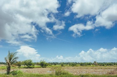 çim ve günbatımı ağaçta. Yeşil pirinç alan palmiye ağaçları ve mavi gökyüzü ile pastoral görünümünü.