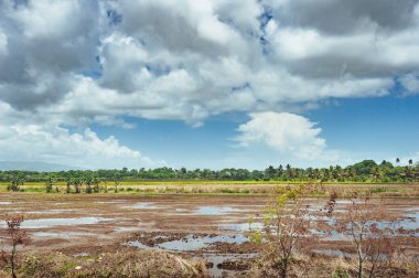 çim ve günbatımı ağaçta. Yeşil pirinç alan palmiye ağaçları ve mavi gökyüzü ile pastoral görünümünü.