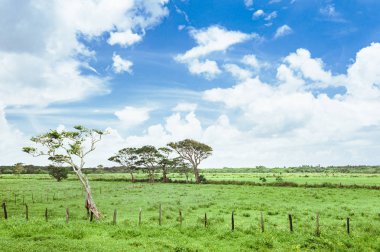 çim ve günbatımı ağaçta. Yeşil pirinç alan palmiye ağaçları ve mavi gökyüzü ile pastoral görünümünü.