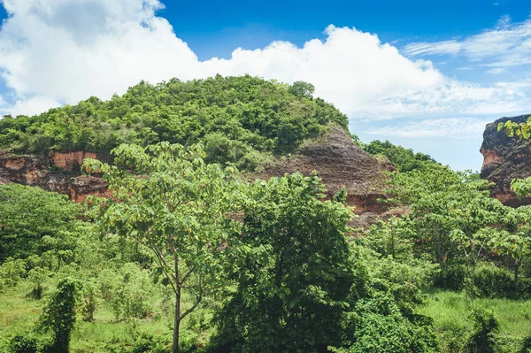 Vackra Levande Bakgrund Bestående Träden Regnskogen Centralamerika Typiska Landskapet Dominikanska — Stockfoto