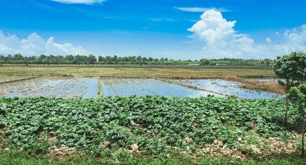 Reisfelder Gefüllt Mit Wasser Und Palmen Palmen Entlang Einer Landstraße — Stockfoto