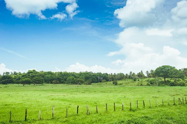 Trees Field Grass Sunset Idyllic View Green Rice Field Palm — Stock Photo, Image