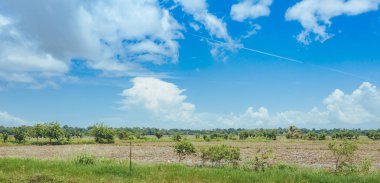 çim ve günbatımı ağaçta. Yeşil pirinç alan palmiye ağaçları ve mavi gökyüzü ile pastoral görünümünü.