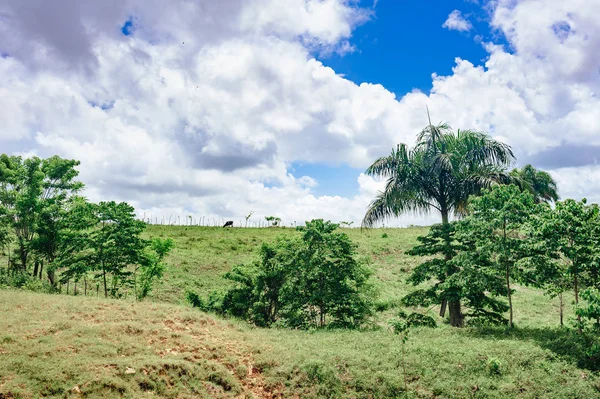 Beautiful Vibrant Background Consisting Trees Rain Forest Central America Typical — Stock Photo, Image