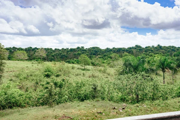 Beautiful Vibrant Background Consisting Trees Rain Forest Central America Typical — Stock Photo, Image