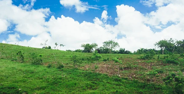 Mooie Levendige Achtergrond Bestaande Uit Bomen Van Het Regenwoud Van — Stockfoto