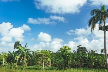Orta Amerika'nın yağmur ormanı ağaçlarının oluşan güzel hareketli arka plan. Dominik Cumhuriyeti, Guatemala, Kosta Rika tipik peyzaj