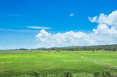 çim ve günbatımı ağaçta. Yeşil pirinç alan palmiye ağaçları ve mavi gökyüzü ile pastoral görünümünü