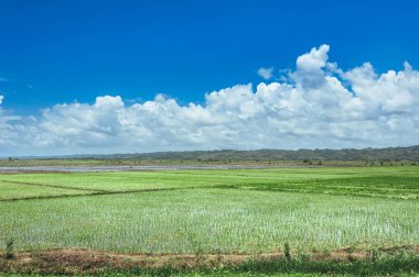 çim ve günbatımı ağaçta. Yeşil pirinç alan palmiye ağaçları ve mavi gökyüzü ile pastoral görünümünü
