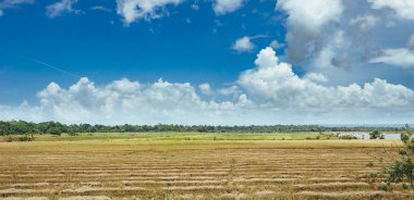çim ve günbatımı ağaçta. Yeşil pirinç alan palmiye ağaçları ve mavi gökyüzü ile pastoral görünümünü