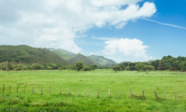 çim ve günbatımı ağaçta. Yeşil pirinç alan palmiye ağaçları ve mavi gökyüzü ile pastoral görünümünü