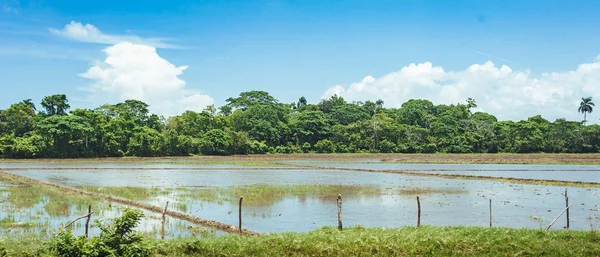 Campos de arroz cheios de água e palmeiras. Palmeiras plantadas ao longo de uma estrada rural em campos de arroz no campo . — Fotografia de Stock