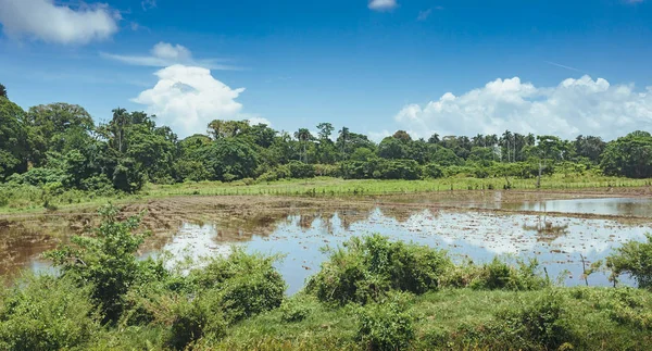 Campos de arroz cheios de água e palmeiras. Palmeiras plantadas ao longo de uma estrada rural em campos de arroz no campo . — Fotografia de Stock