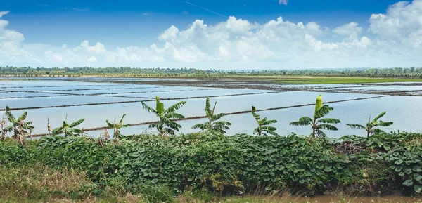 Reisfelder gefüllt mit Wasser und Palmen. Palmen entlang einer Landstraße auf Reisfeldern auf dem Land gepflanzt. — Stockfoto
