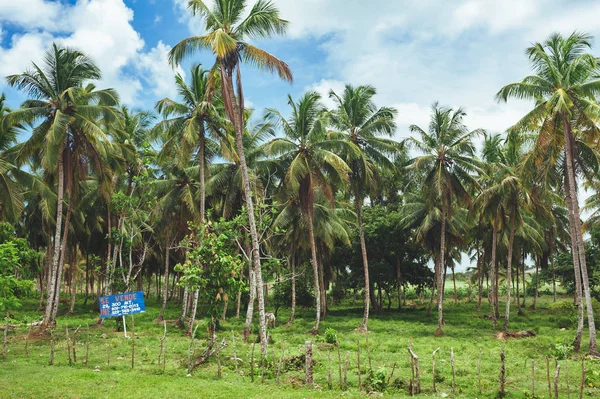 Деревья на поле травы и заката. Вид на зеленое рисовое поле с пальмовыми деревьями и голубым небом — стоковое фото