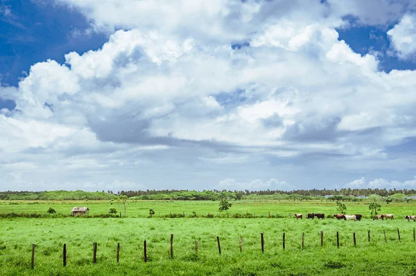 Çim ve günbatımı ağaçta. Yeşil pirinç alan palmiye ağaçları ve mavi gökyüzü ile pastoral görünümünü — Stok fotoğraf