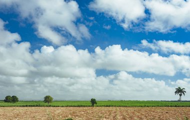 yeşil alan ve ağaçlar ve mavi gökyüzü