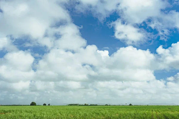 Grönt Fält Och Träd Och Blå Himmel — Stockfoto