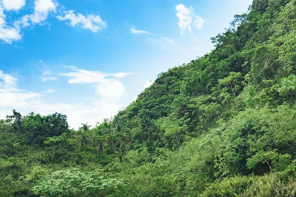 Beautiful Vibrant Background Consisting Trees Rain Forest Central America Typical — Stock Photo, Image