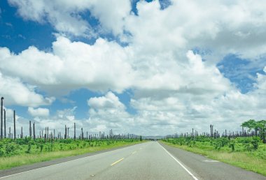 Bulutlu gökyüzü ve dağ manzaralı ormanı geçerken yol