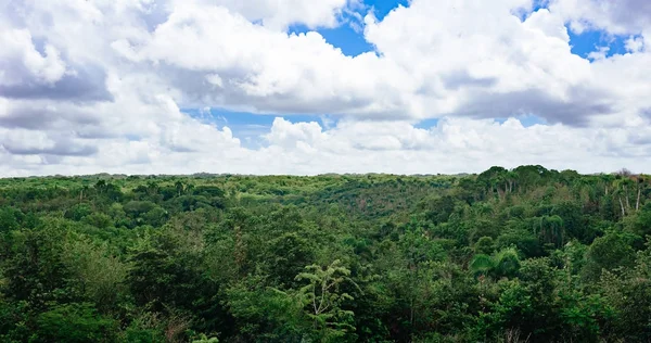 Mooie Levendige Achtergrond Bestaande Uit Bomen Van Het Regenwoud Van — Stockfoto