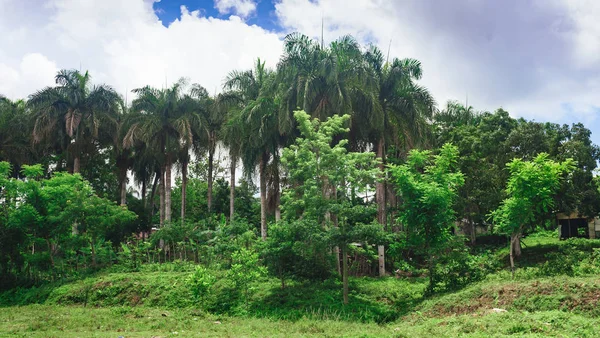 Beautiful Vibrant Background Consisting Trees Rain Forest Central America Typical — Stock Photo, Image