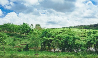 Orta Amerika'nın yağmur ormanı ağaçlarının oluşan güzel hareketli arka plan. Dominik Cumhuriyeti, Guatemala, Kosta Rika tipik peyzaj