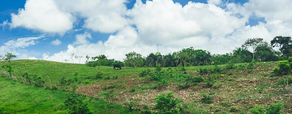 Mooie Levendige Achtergrond Bestaande Uit Bomen Van Het Regenwoud Van — Stockfoto