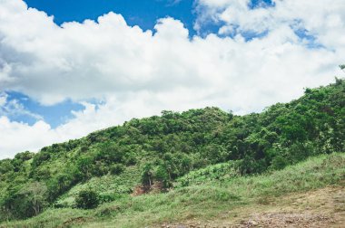 Orta Amerika'nın yağmur ormanı ağaçlarının oluşan güzel hareketli arka plan. Dominik Cumhuriyeti, Guatemala, Kosta Rika tipik peyzaj.