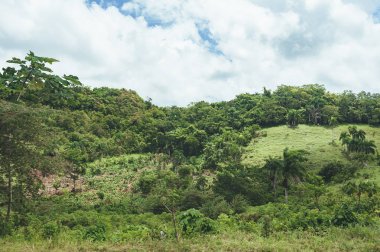 Orta Amerika'nın yağmur ormanı ağaçlarının oluşan güzel hareketli arka plan. Dominik Cumhuriyeti, Guatemala, Kosta Rika tipik peyzaj.