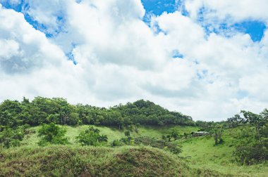Orta Amerika'nın yağmur ormanı ağaçlarının oluşan güzel hareketli arka plan. Dominik Cumhuriyeti, Guatemala, Kosta Rika tipik peyzaj.