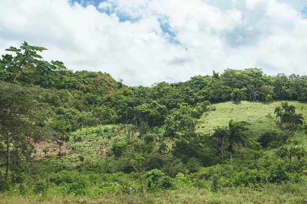 Mooie levendige achtergrond bestaande uit bomen van het regenwoud van Midden-Amerika. Typische landschap van de Dominicaanse Republiek, Guatemala, Costa Rica. — Stockfoto