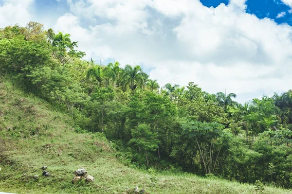 Mooie levendige achtergrond bestaande uit bomen van het regenwoud van Midden-Amerika. Typische landschap van de Dominicaanse Republiek, Guatemala, Costa Rica. — Stockfoto